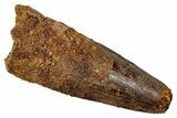Fossil Spinosaurus Tooth - Real Dinosaur Tooth #345438-1